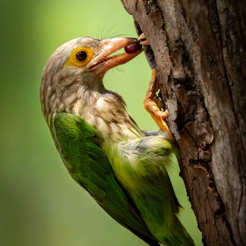 Hungry Nestling Waits