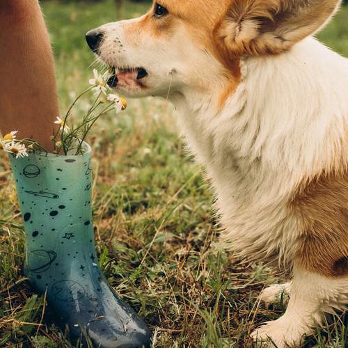 Photo #13183478