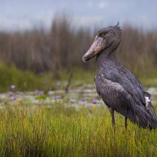 Shoebill