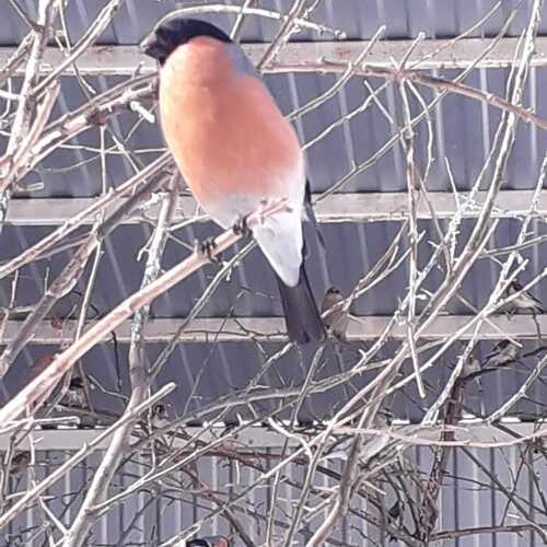 Photo #13183706