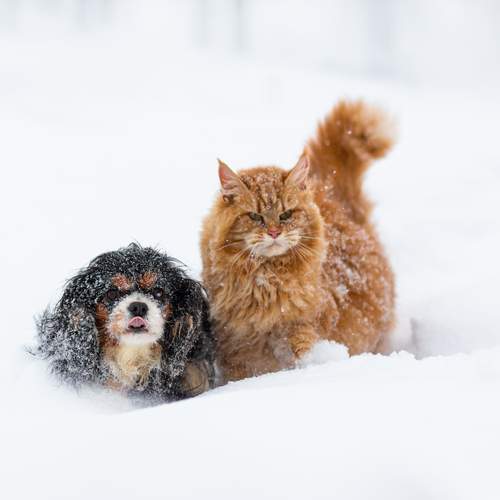 Два сердца, одно стремление: история кошачьей гордости и собачьей верности