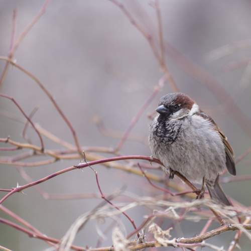 Photo #13184025