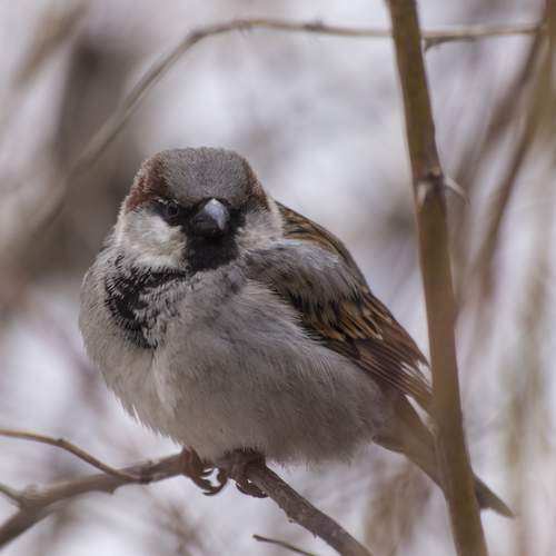 Photo #13184026