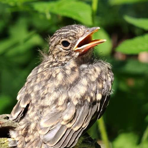 Photo #13184203