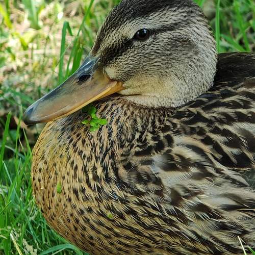 Photo #13184204