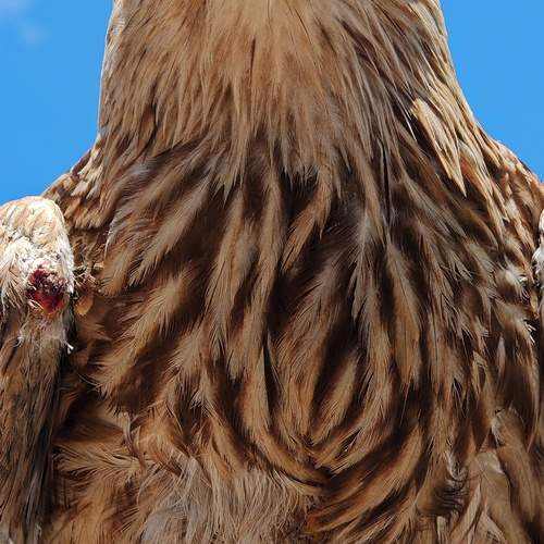 Photo #13184285