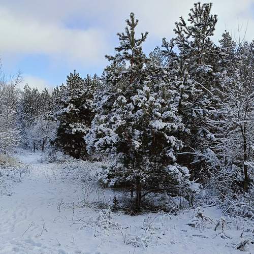 Photo #13184301