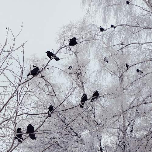 Photo #13184309