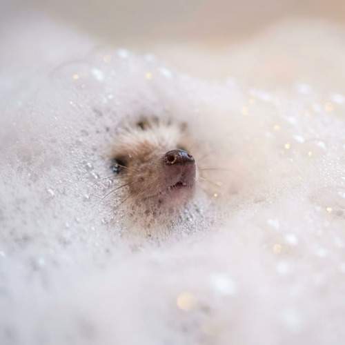 Photo #13184442
