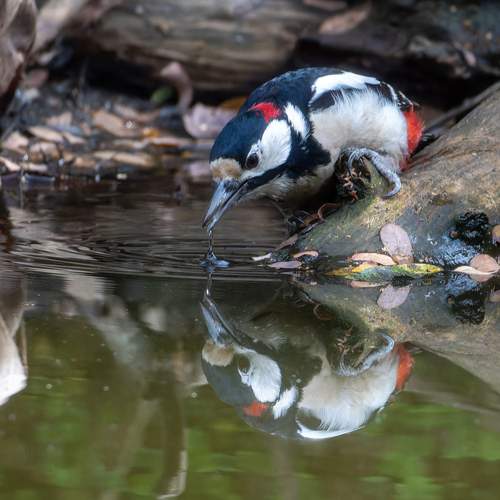 Пьющий дятел