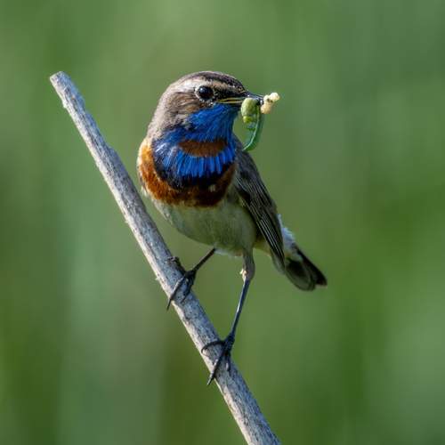 Птенчик варакушки