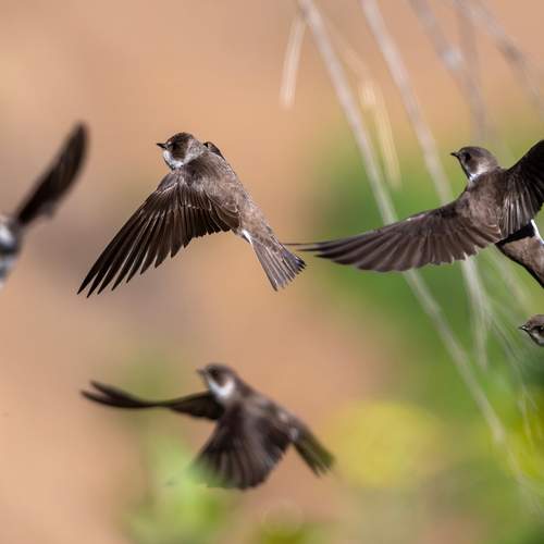 Фотография #13185288