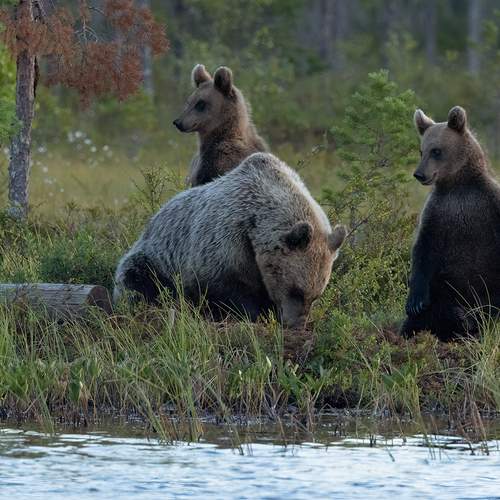 Photo #13185292