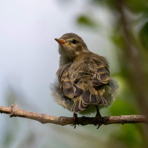 Птенчик закучерявился