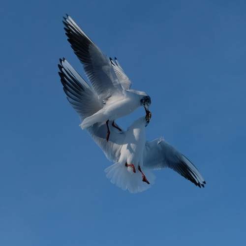 Photo #13185668