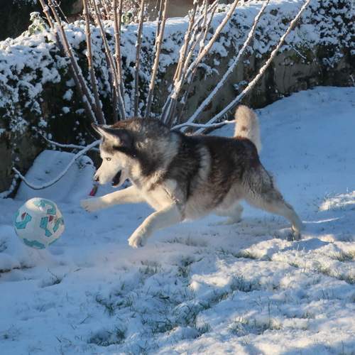 Photo #13185787