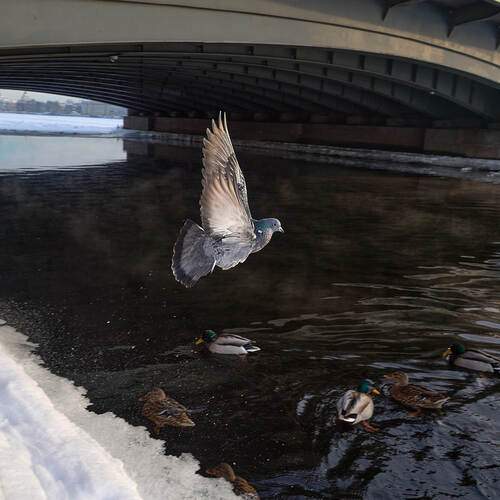 Photo #13185964
