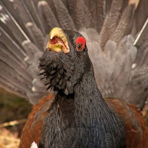 Фотография #13185971