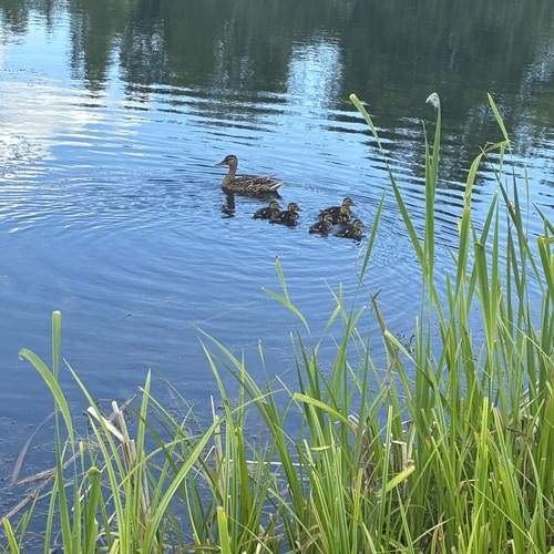 Photo #13186171