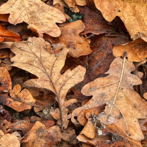 Photo #13186371