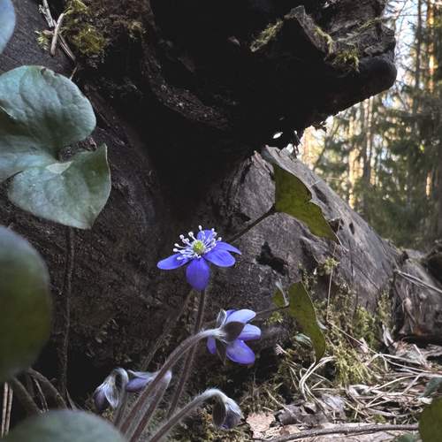 Photo #13186503