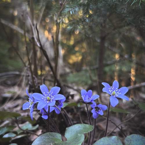 Photo #13186504