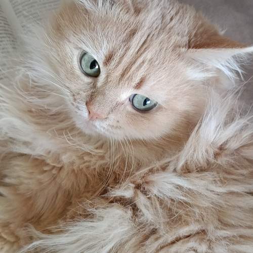 Photo #13186764