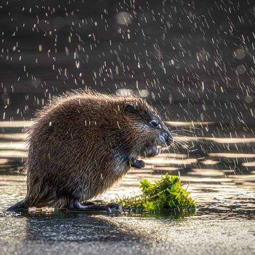 Завтрак в лучах апреля