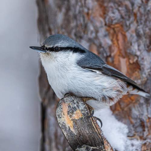 Фотография #13186796