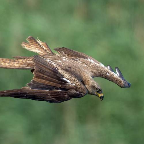 Фотография #13187290