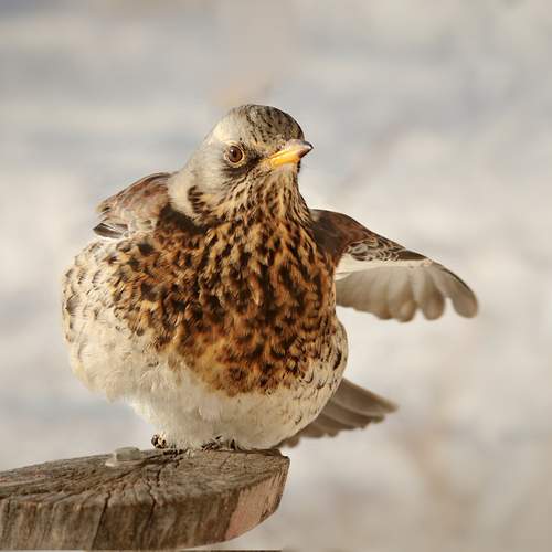 Фотография #13187414