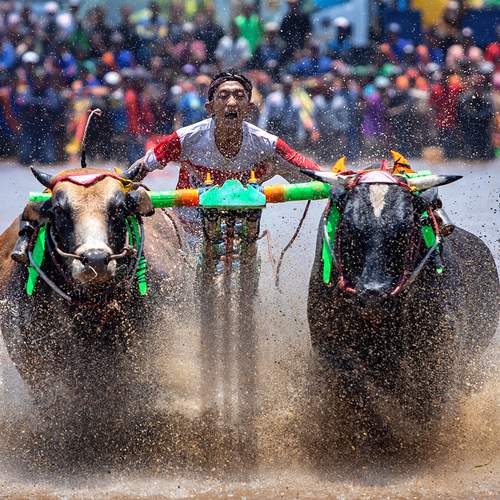Brujul Bull Race
