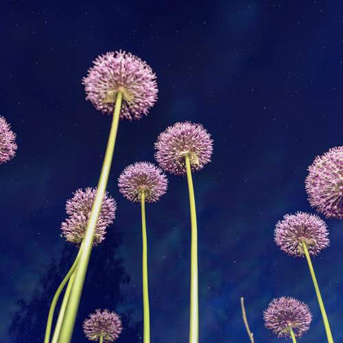 Photo #13187677