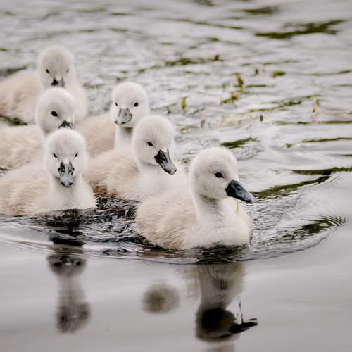 Фотография #13187700