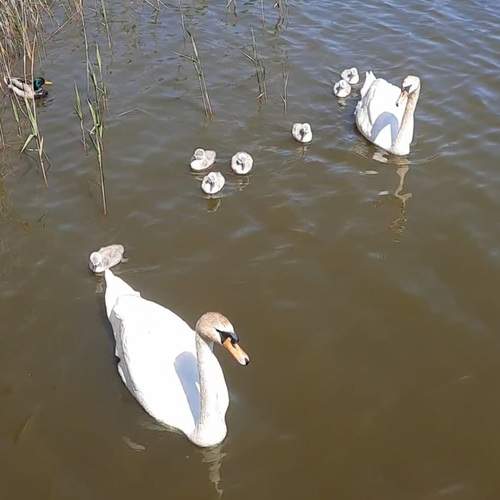 Photo #13187716