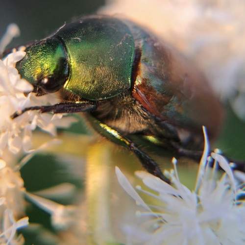 Photo #13187725