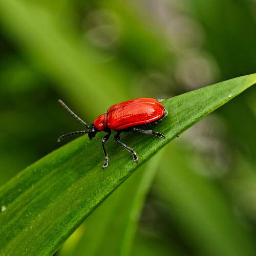 Photo #13187959
