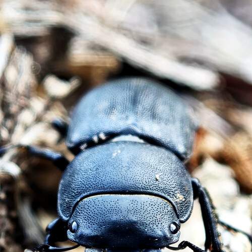 Photo #13187960