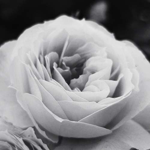Photo #13188097