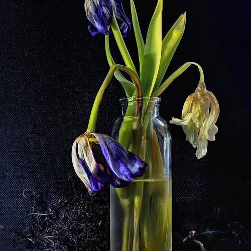 Уставшие тюльпаны