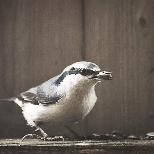 Photo #13188630