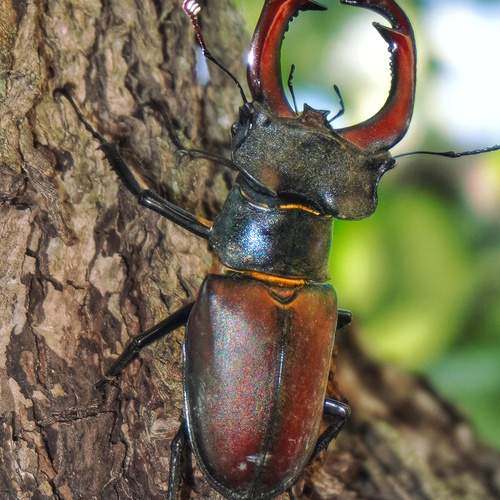 Фотография #13188842