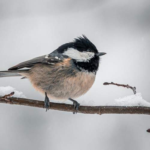 Фотография #13188979