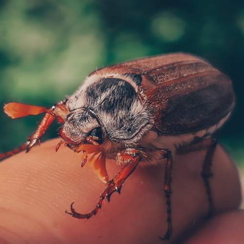 Photo #13189132