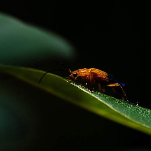 Orange flair