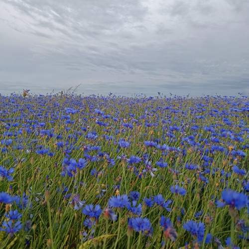 Photo #13189343