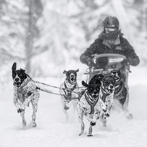 Фотография #13189536