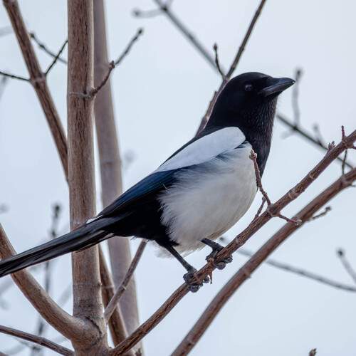 Photo #13189570