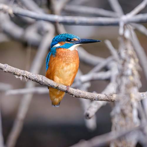 Фотография #13190001