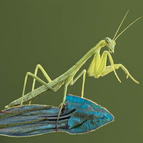 Фотография #13190188